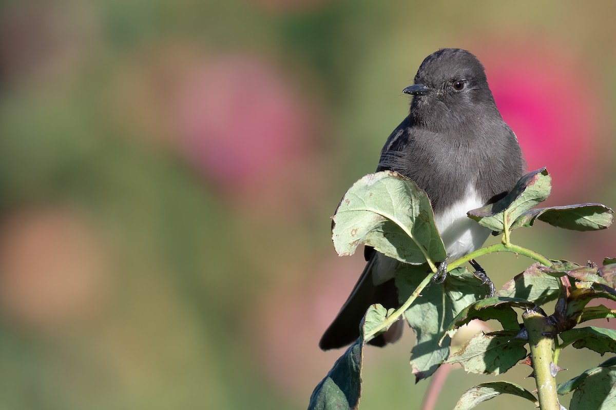 Black Phoebe - ML383973091