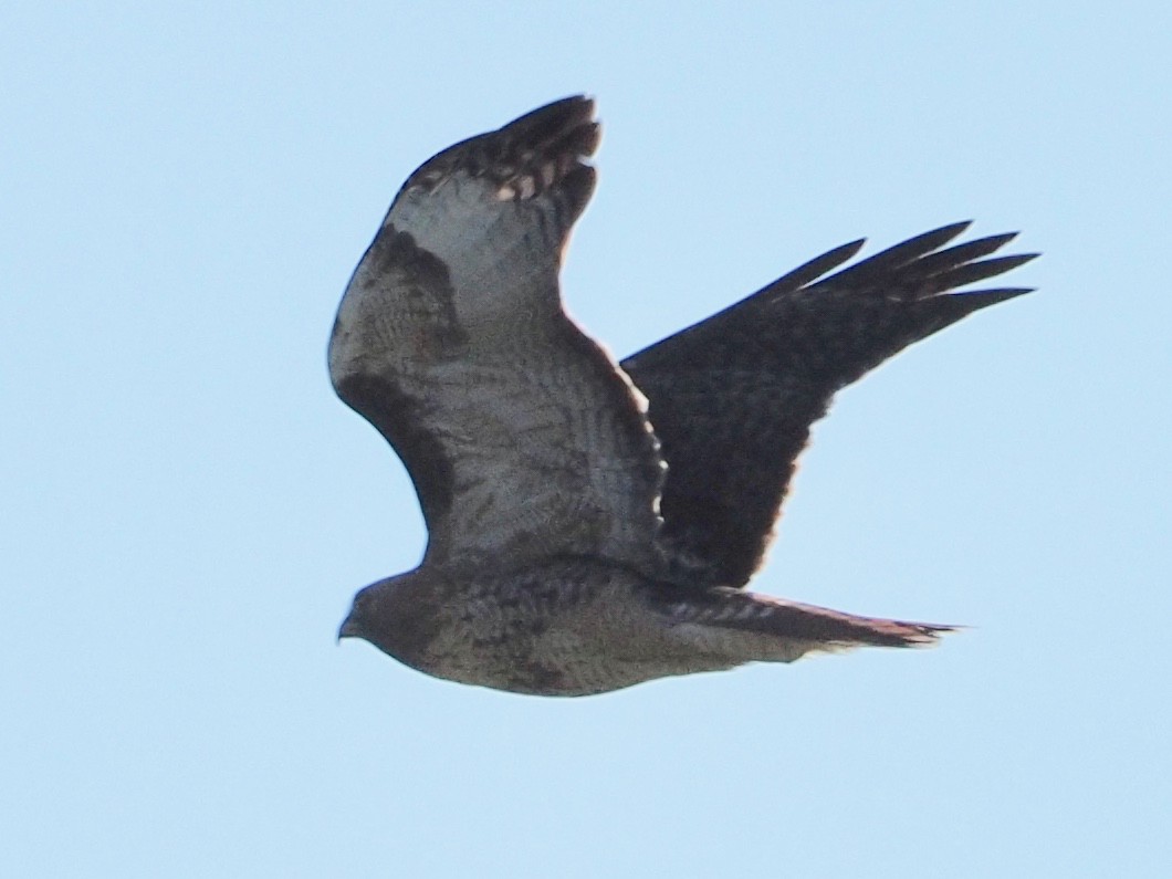 Red-tailed Hawk - ML383973121
