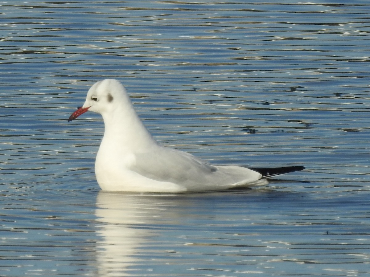 Хүрэн толгойт цахлай - ML383973561