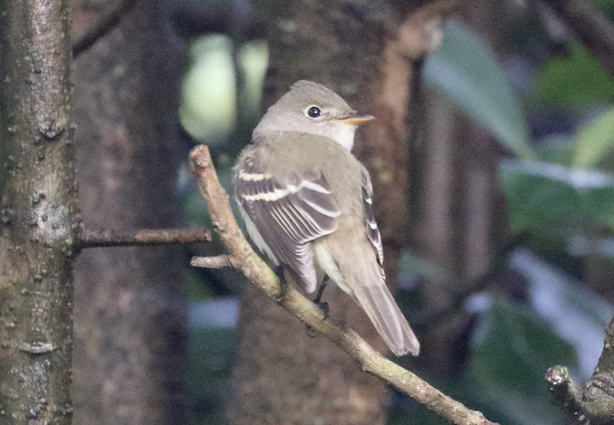 Acadian Flycatcher - ML383974001