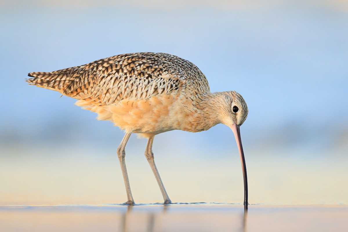 Long-billed Curlew - Ryan Sanderson