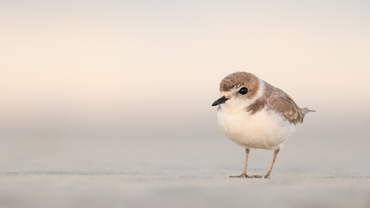 Snowy Plover - ML383974341