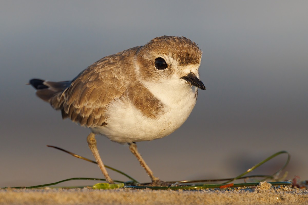 Snowy Plover - ML383974351