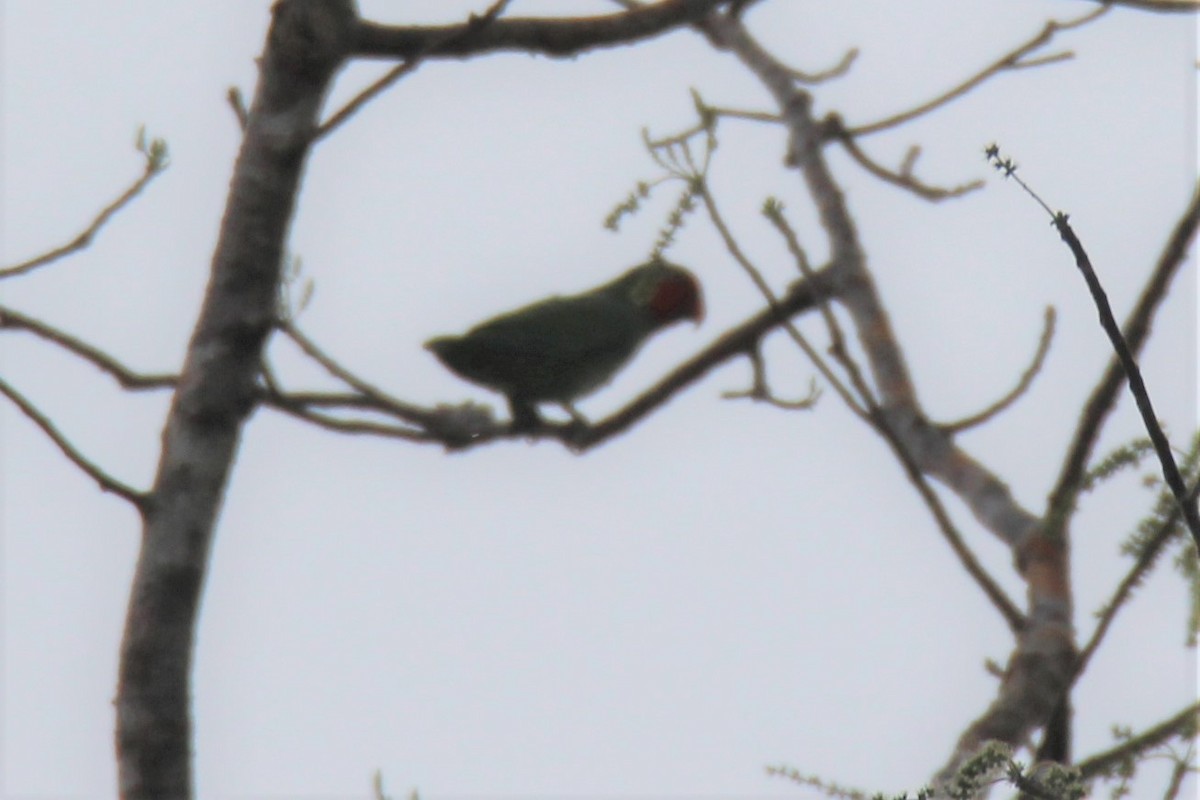 Red-cheeked Parrot - ML383974651