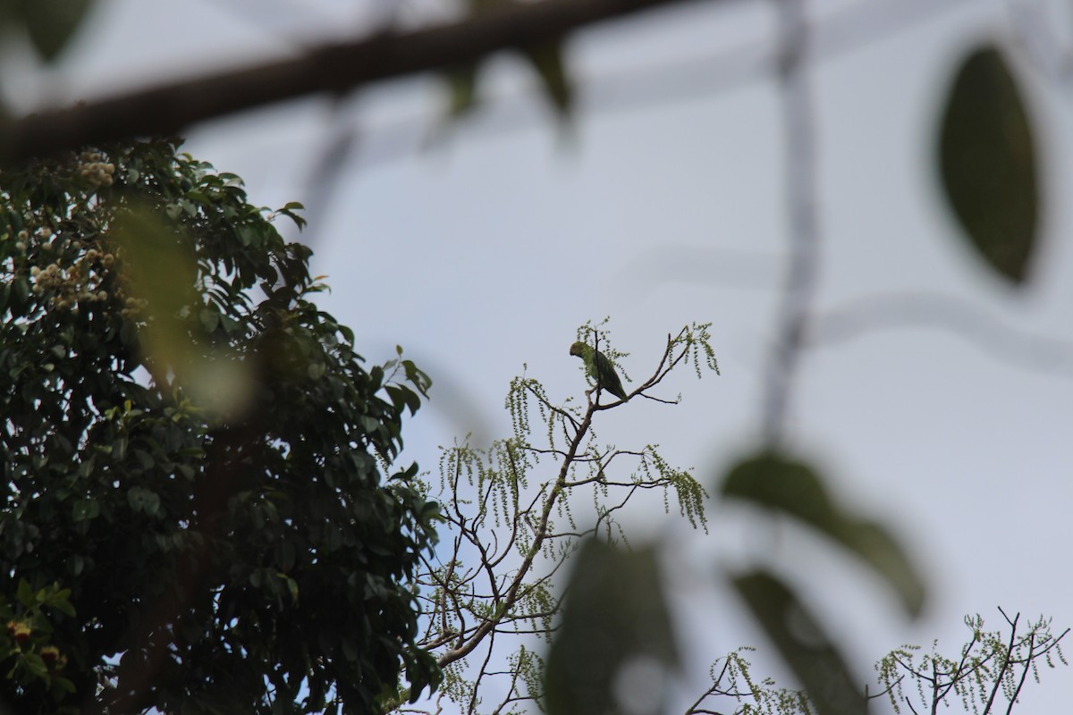 Red-cheeked Parrot - ML383974801