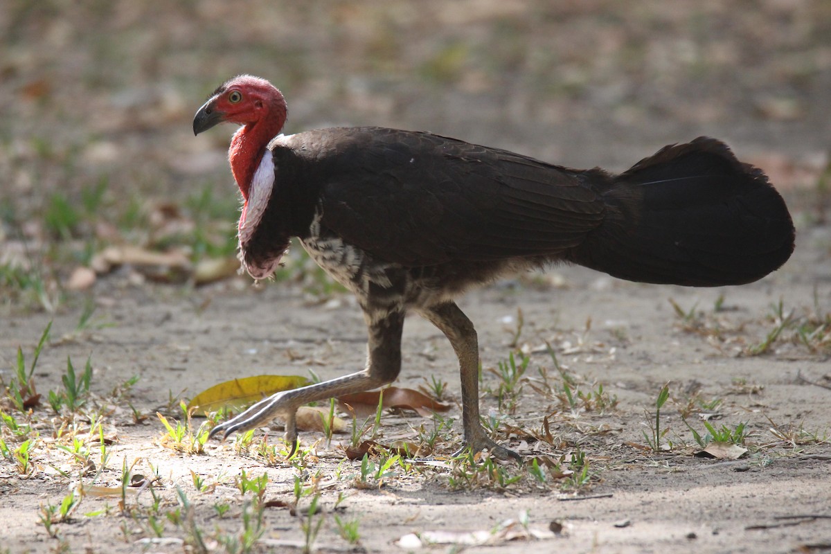 Australian Brushturkey - ML383975001