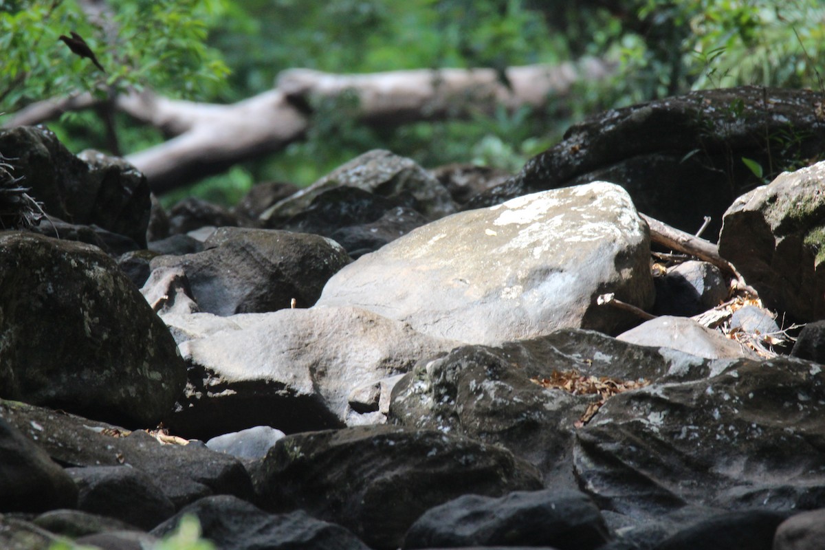 Brown Cuckoo-Dove - ML383975051