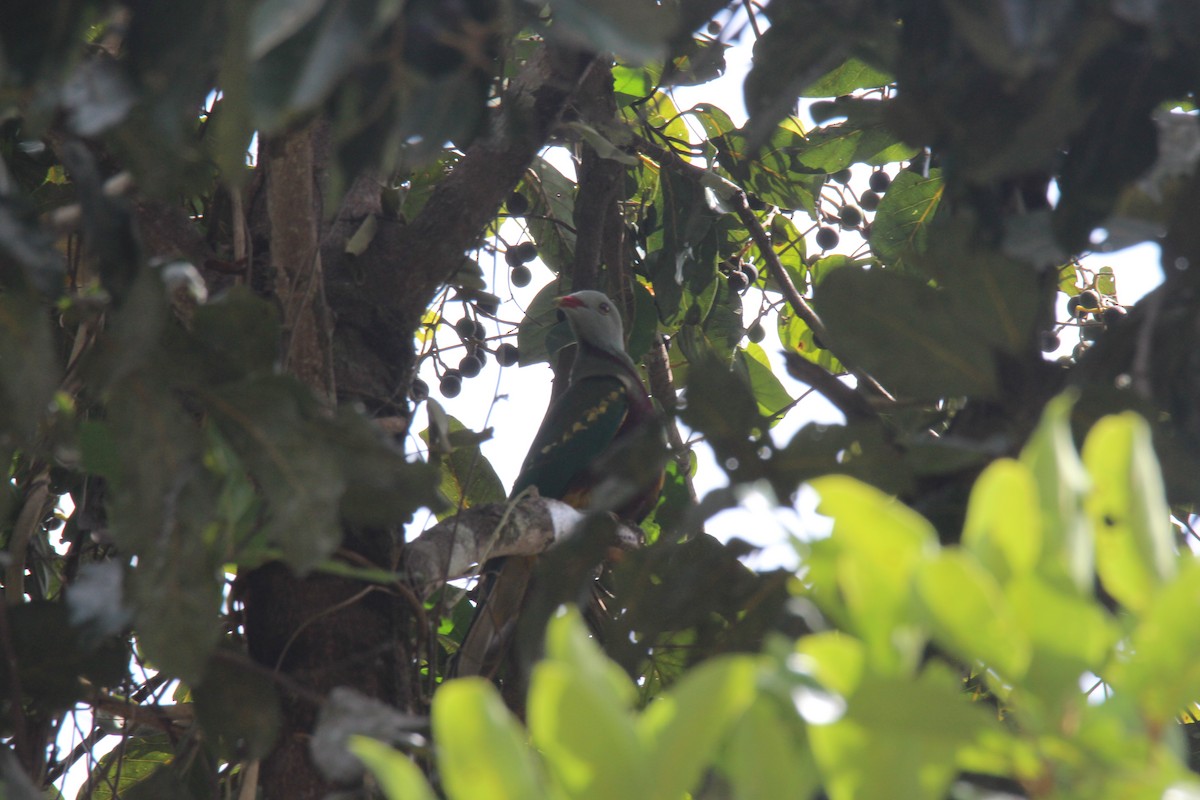 Wompoo Fruit-Dove - ML383975241