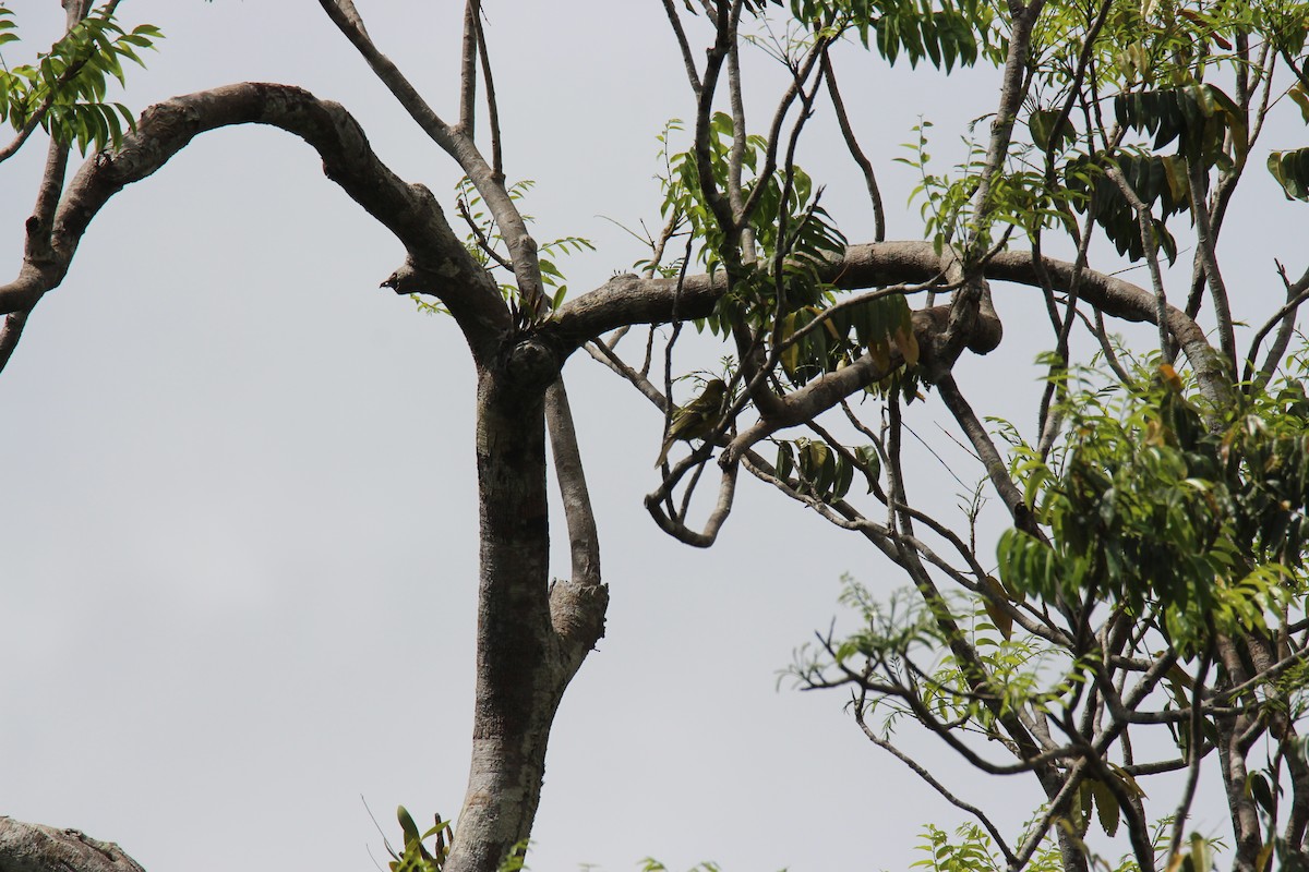 Green Oriole - ML383975331