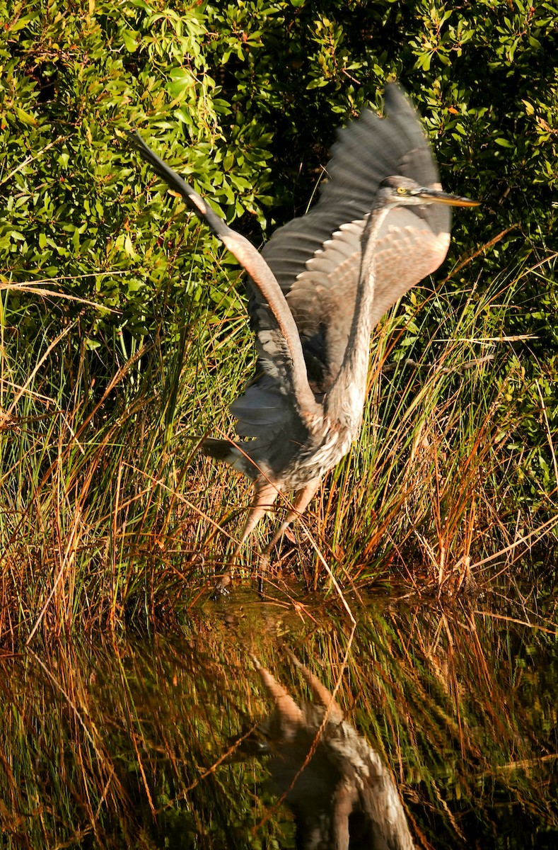 Great Blue Heron (Great Blue) - ML383975411