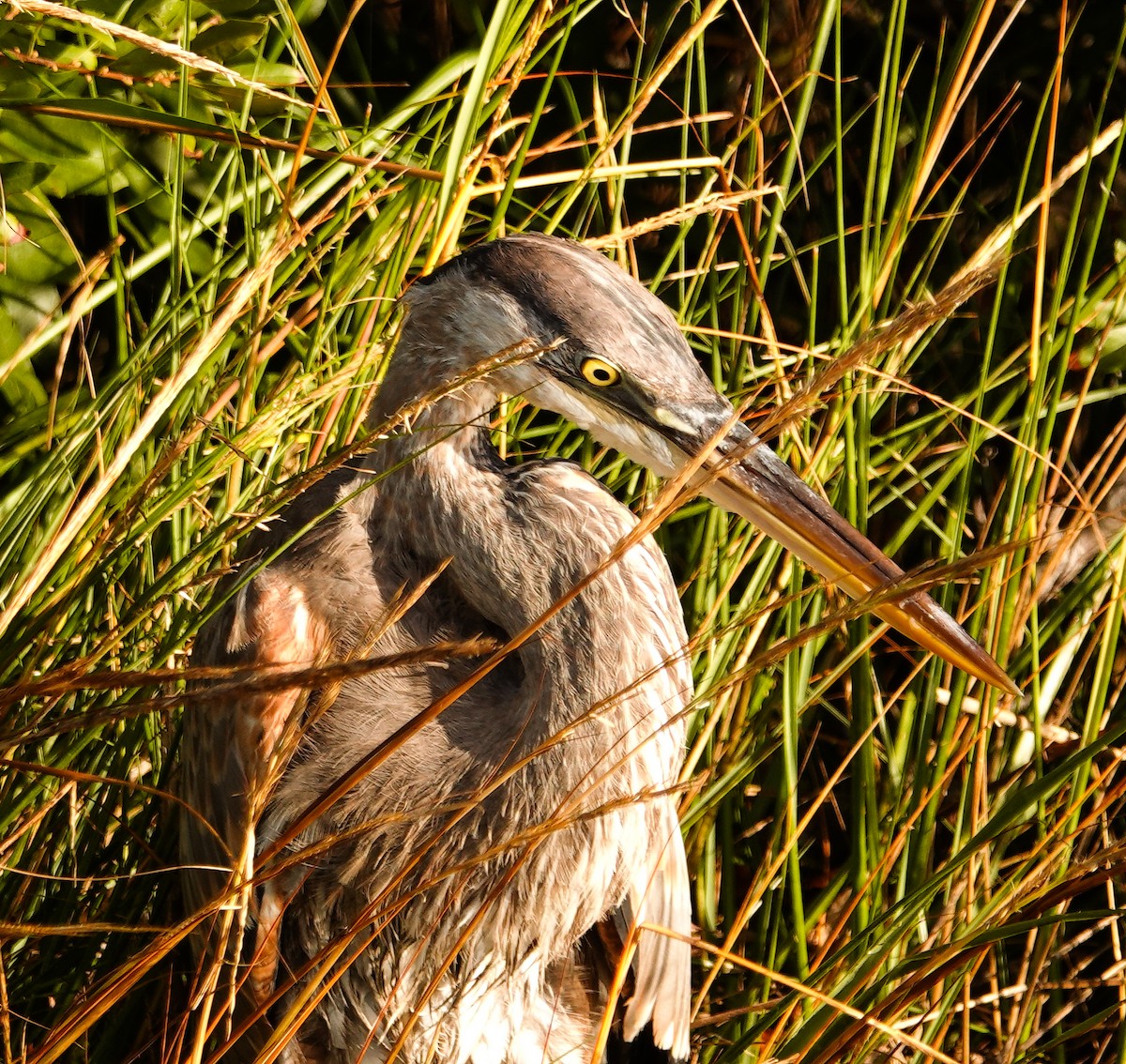 Great Blue Heron (Great Blue) - Kathleen Horn