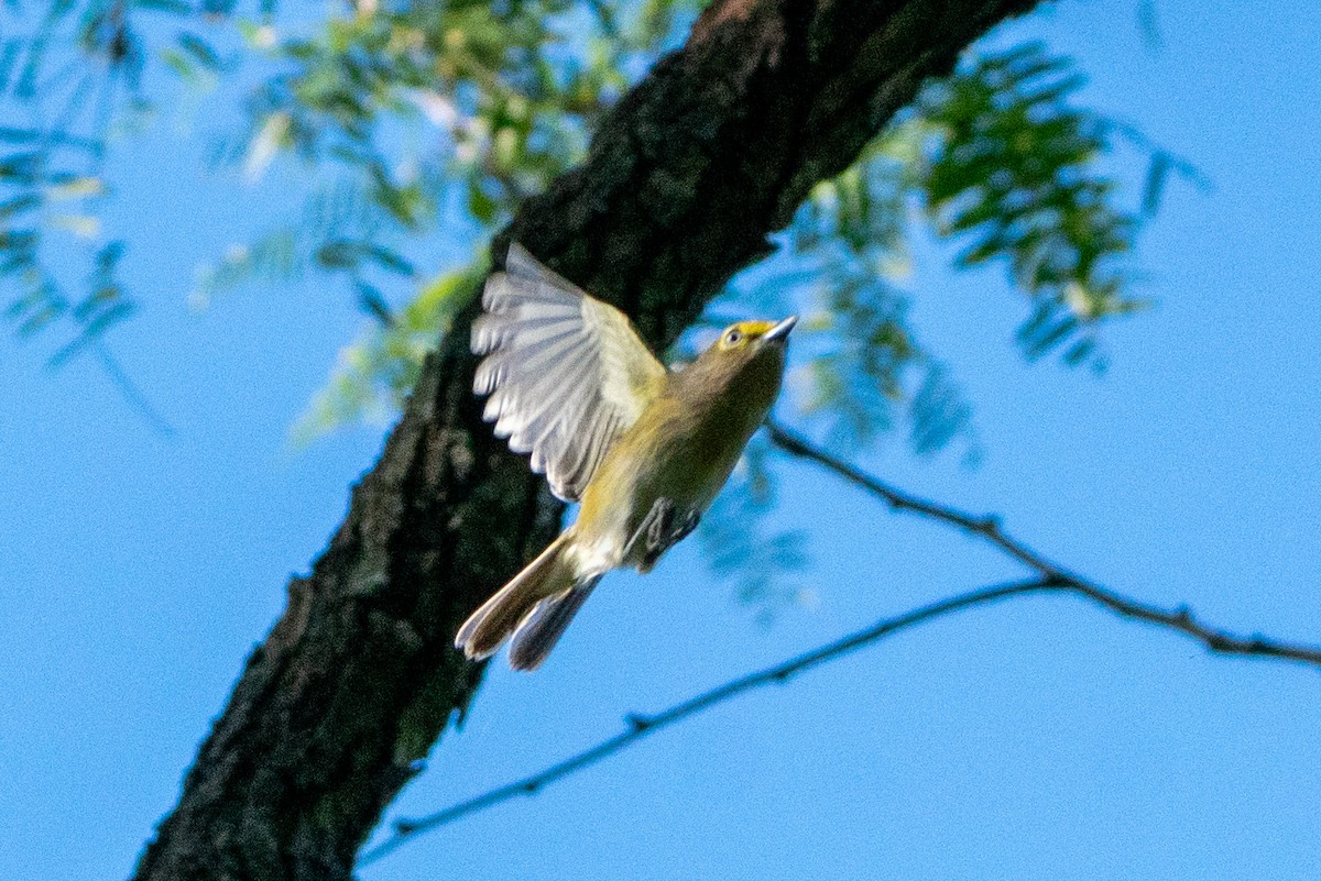 White-eyed Vireo - ML383976311