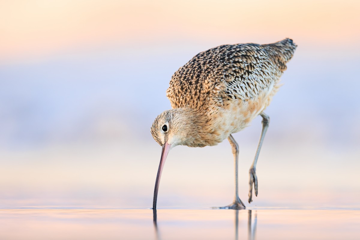 Long-billed Curlew - Ryan Sanderson