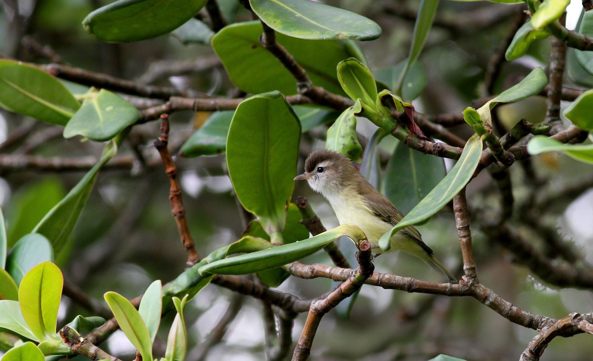 Kahverengi Vireo - ML38397831