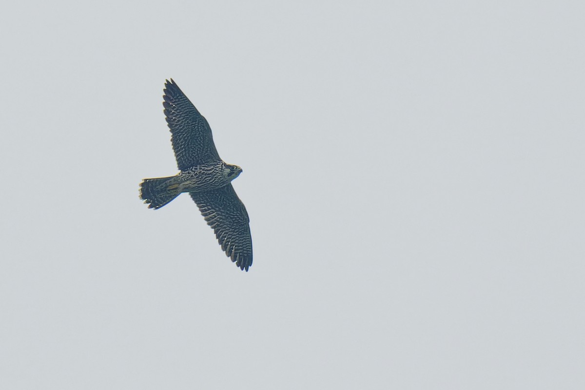 Peregrine Falcon - ML383978661