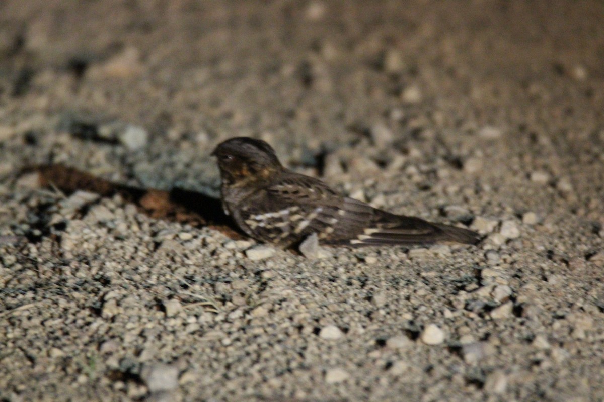 Large-tailed Nightjar - ML383981841