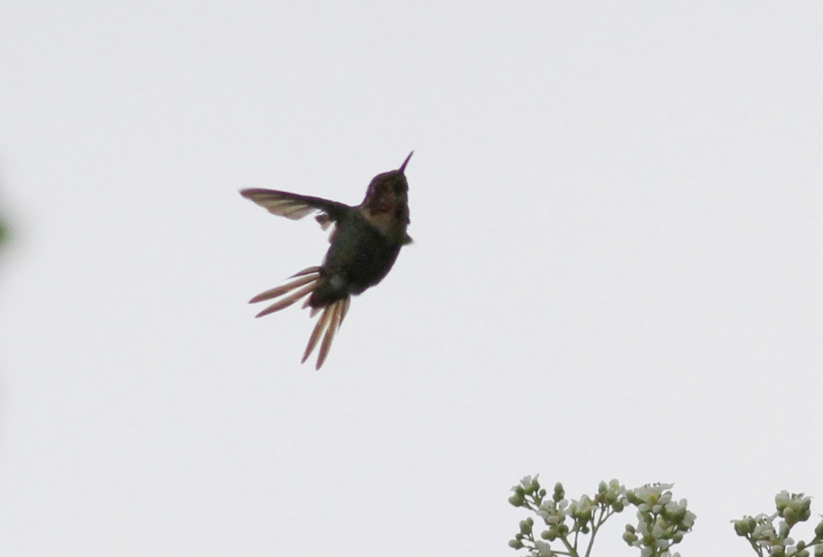 Colibrí de Jourdan - ML38398361