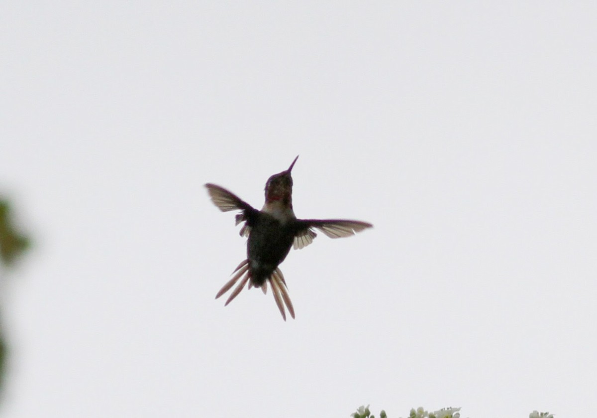 Colibrí de Jourdan - ML38398371