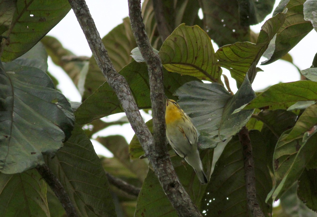 Blackburnian Warbler - ML38398511