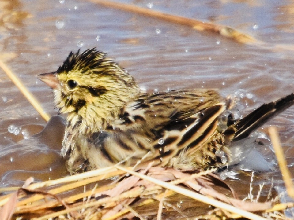 Savannah Sparrow - ML383985301