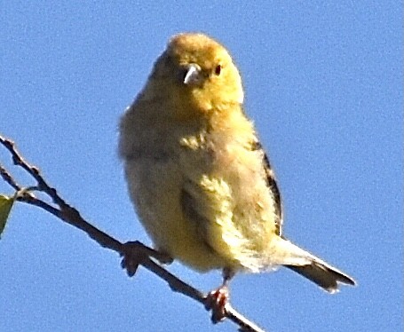 Chardonneret jaune - ML383985391