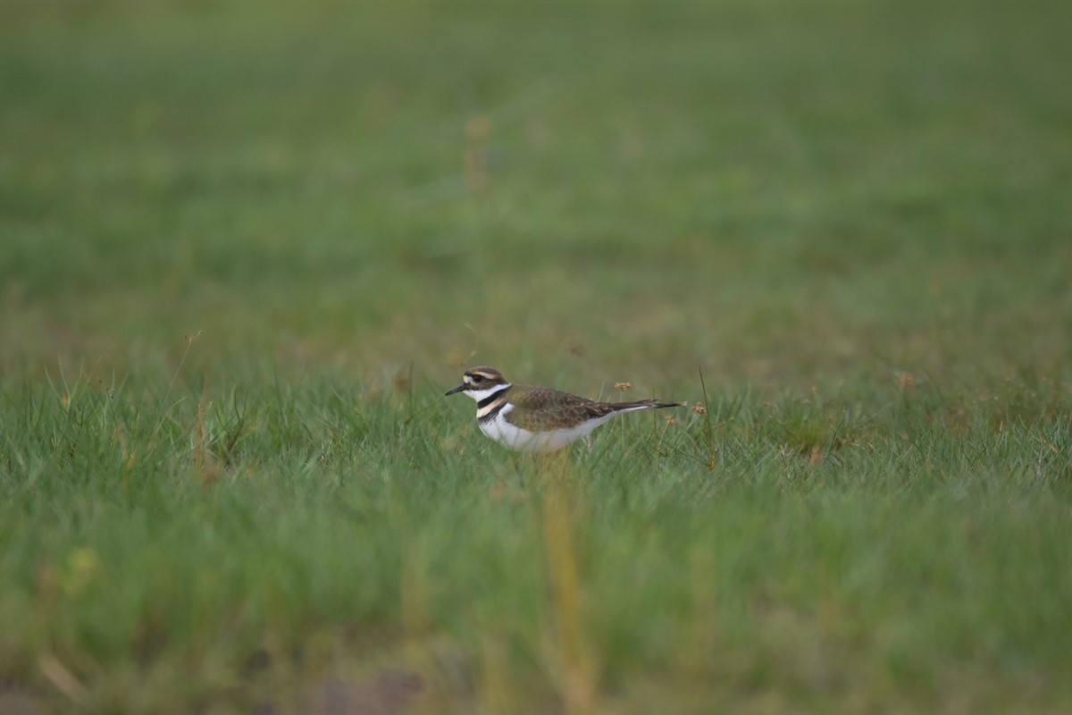 Killdeer - ML383986611