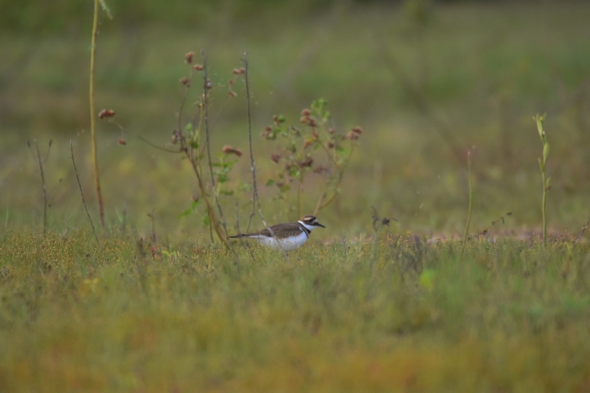 Killdeer - ML383986621