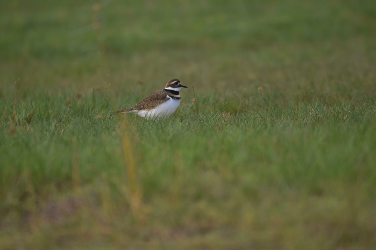 Killdeer - ML383986631