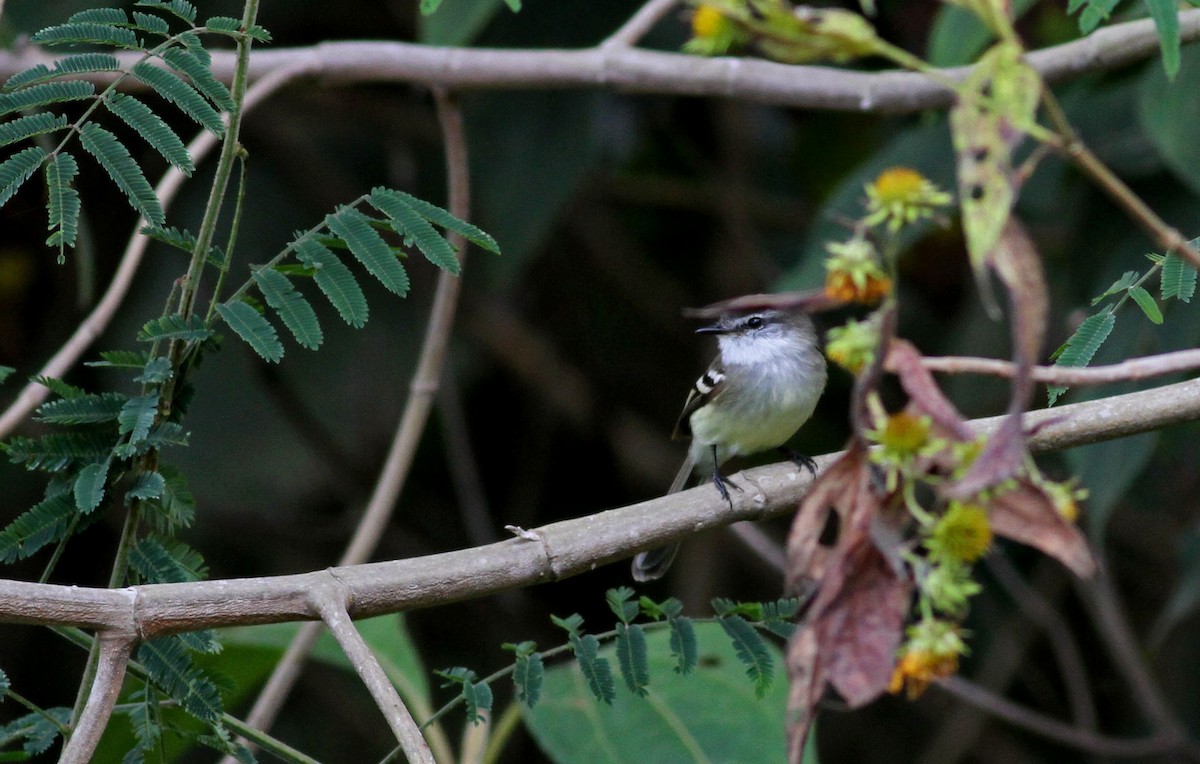 White-throated Tyrannulet - ML38398831