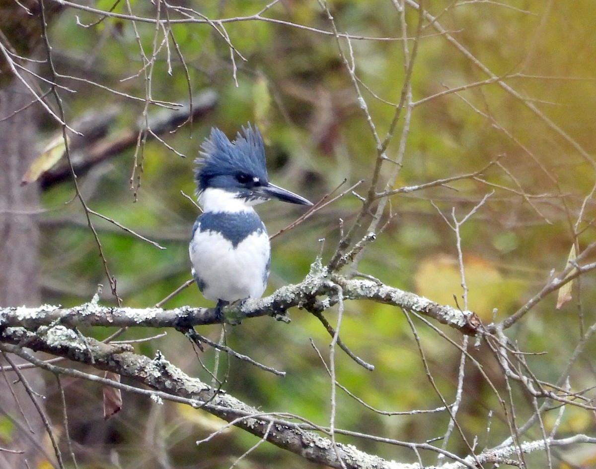 Belted Kingfisher - ML383989441