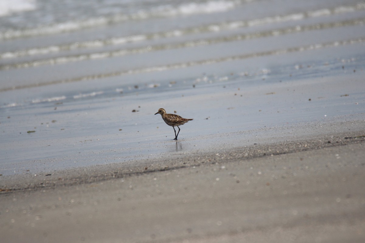 Pacific Golden-Plover - ML383990161