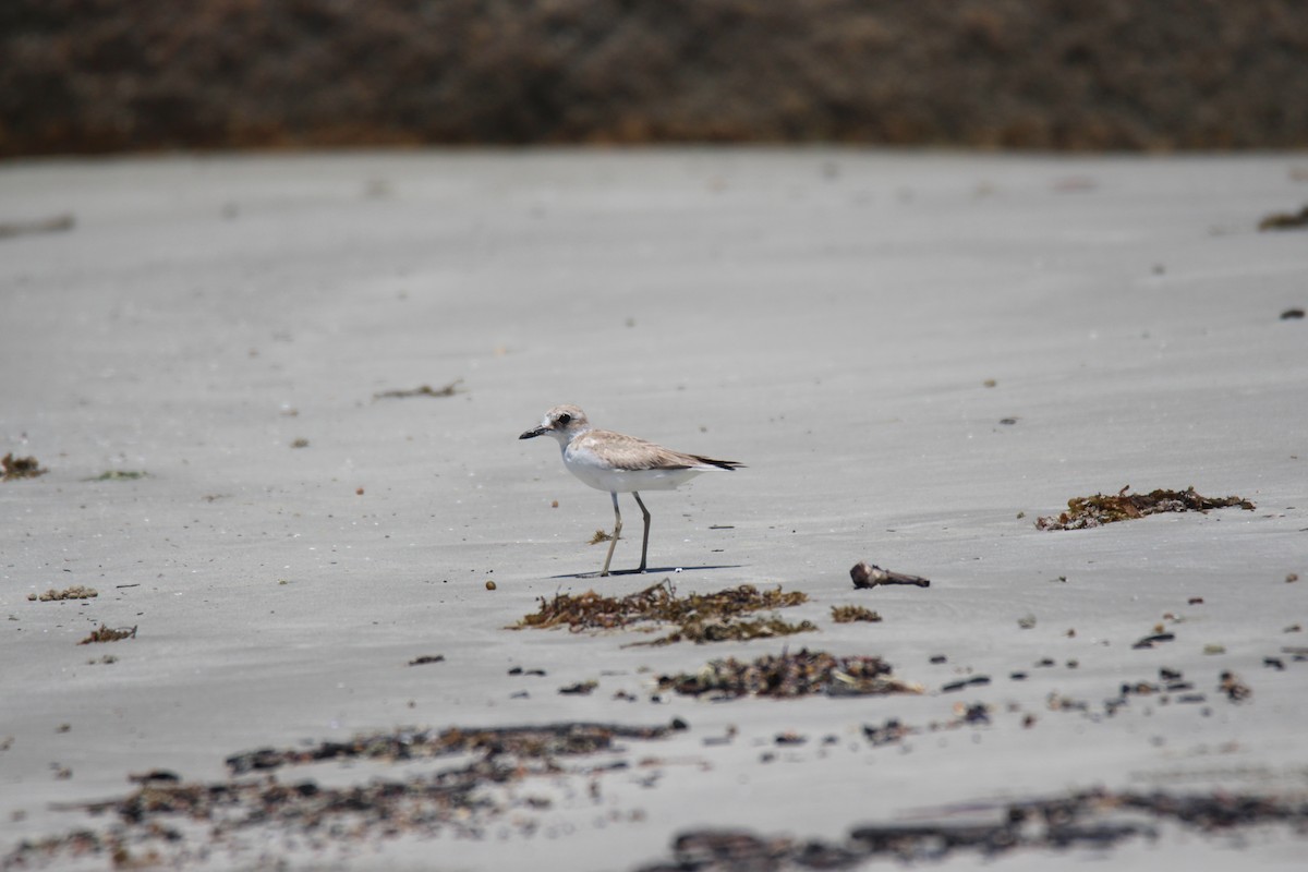 Greater Sand-Plover - ML383990171