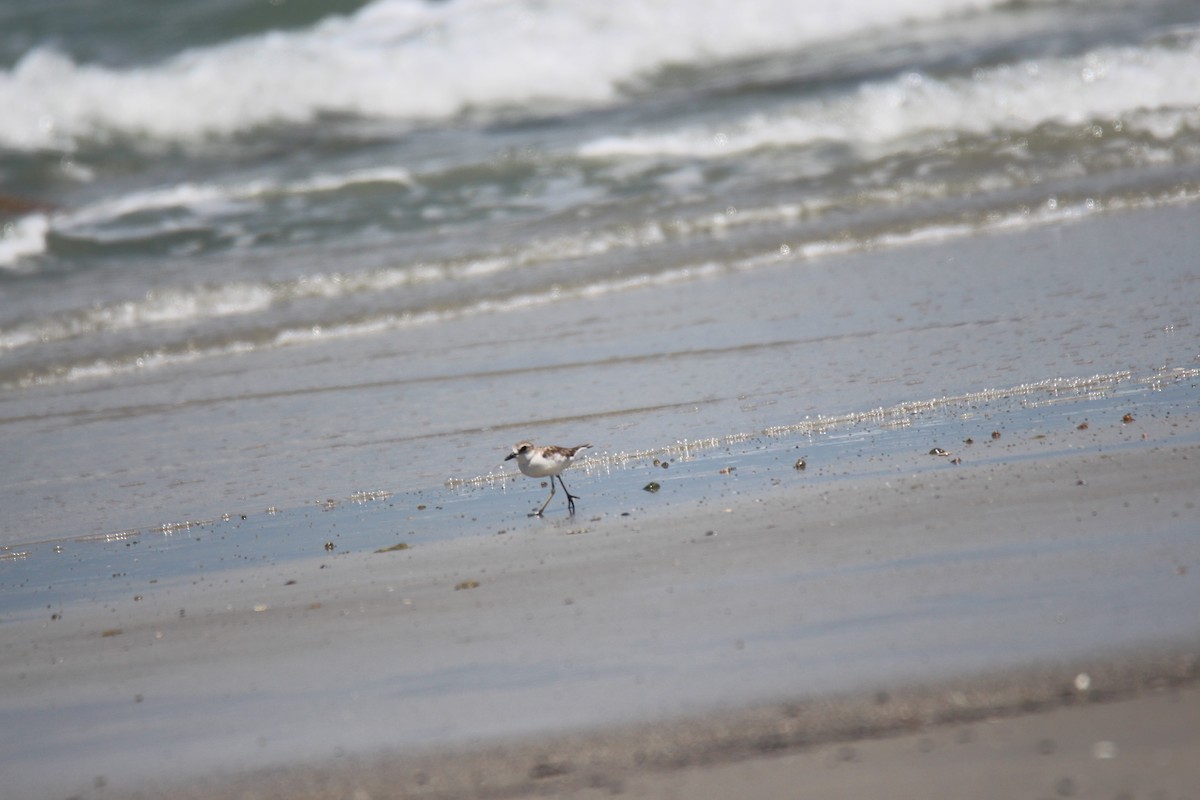 Greater Sand-Plover - ML383990201