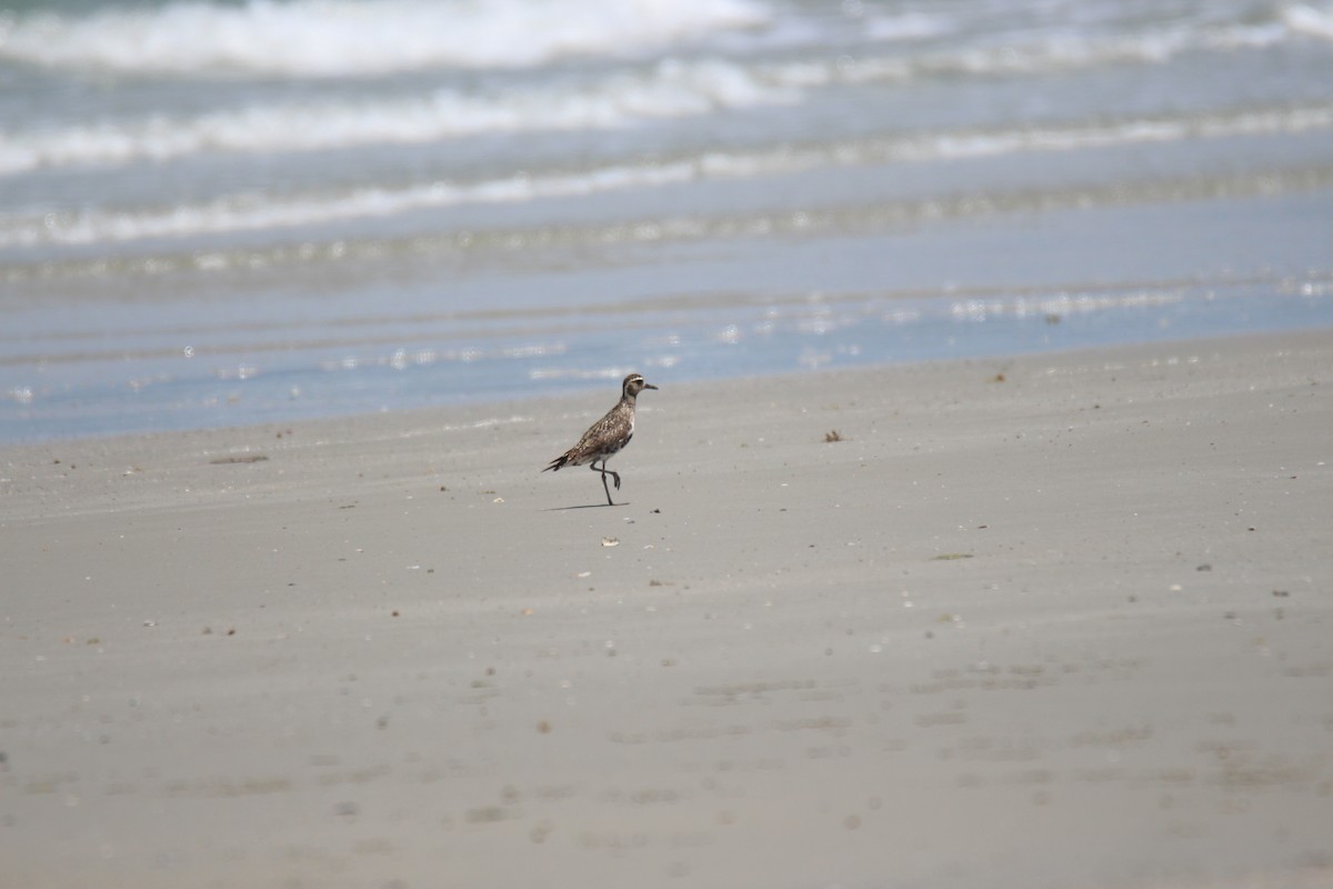 Pacific Golden-Plover - ML383990271