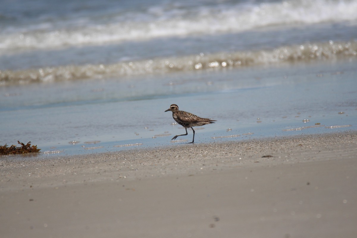 Pacific Golden-Plover - ML383990321