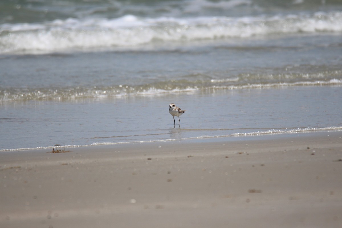 Greater Sand-Plover - ML383990381