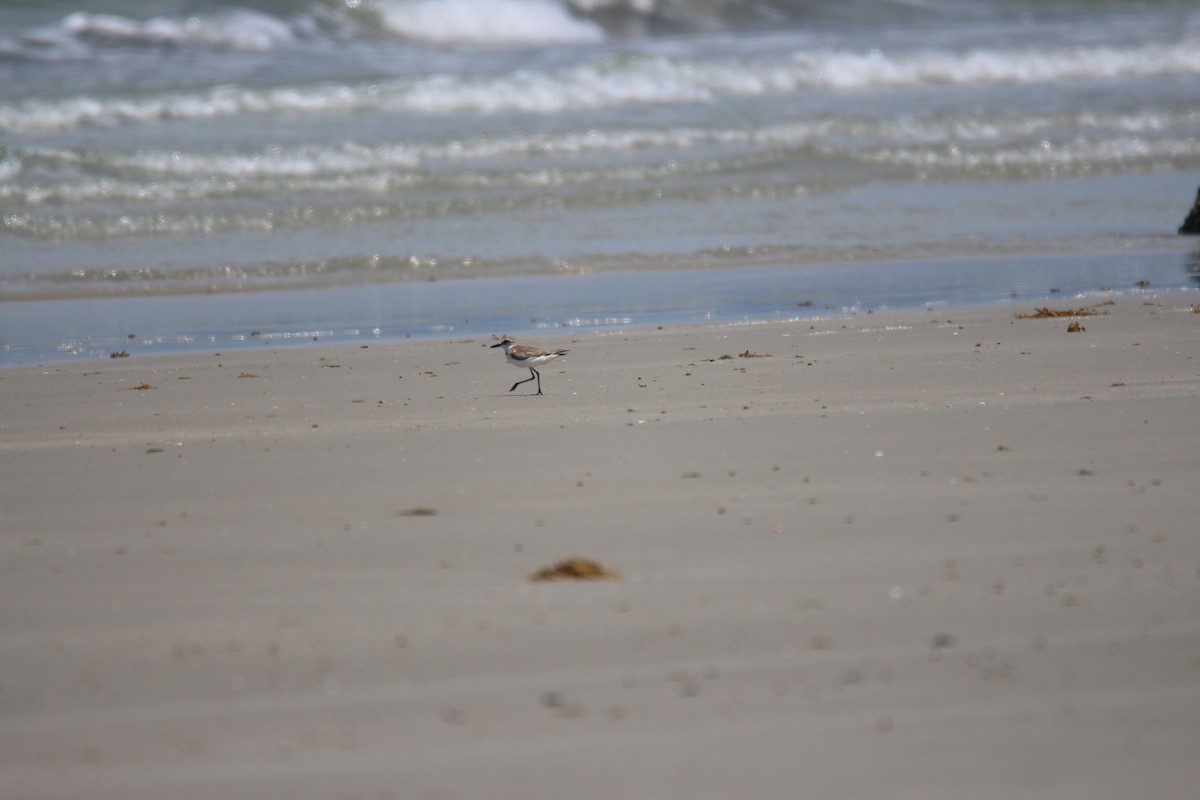 Greater Sand-Plover - ML383990391