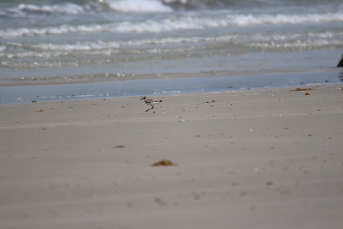 Greater Sand-Plover - ML383990391