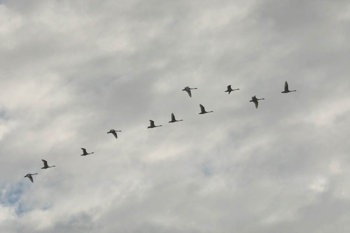 Tundra Swan - ML383991161