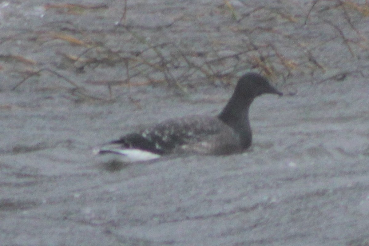 Branta musubeltza (nigricans) - ML383991301