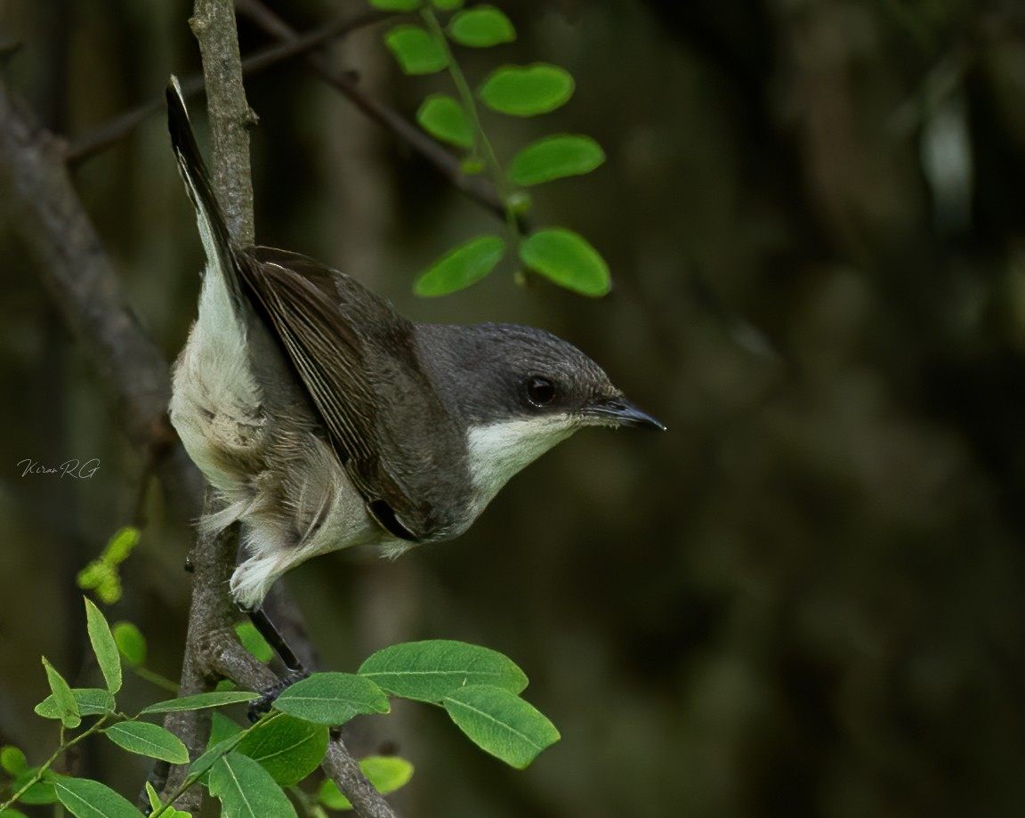 Lesser Whitethroat - ML383991321