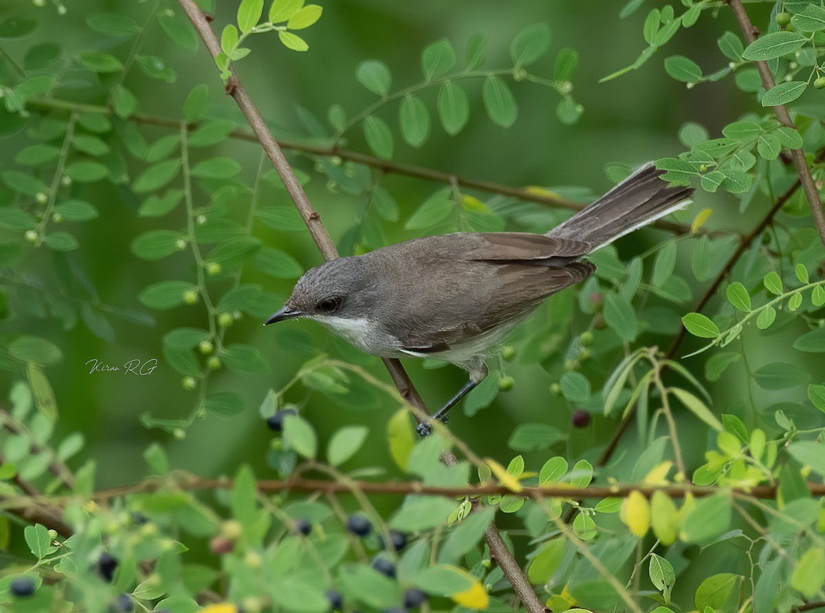 Lesser Whitethroat - ML383991421