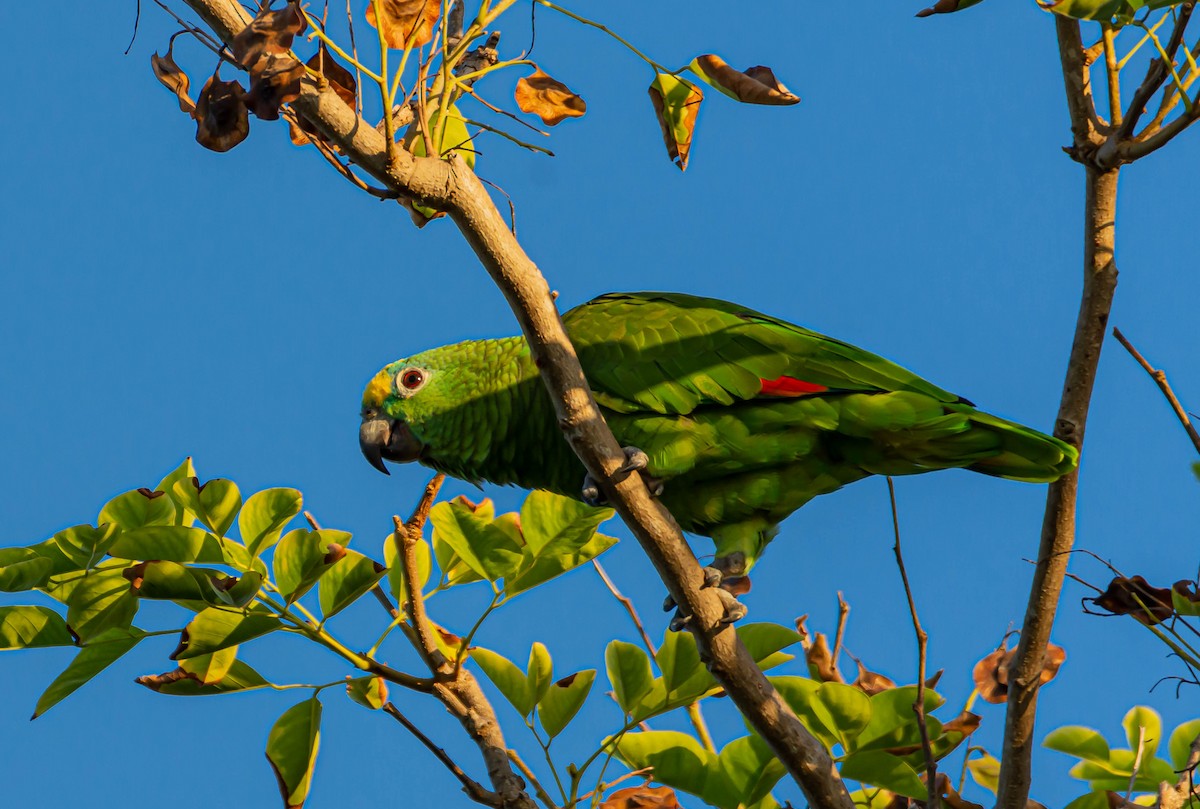 Turquoise-fronted Parrot - Victor Feliciano