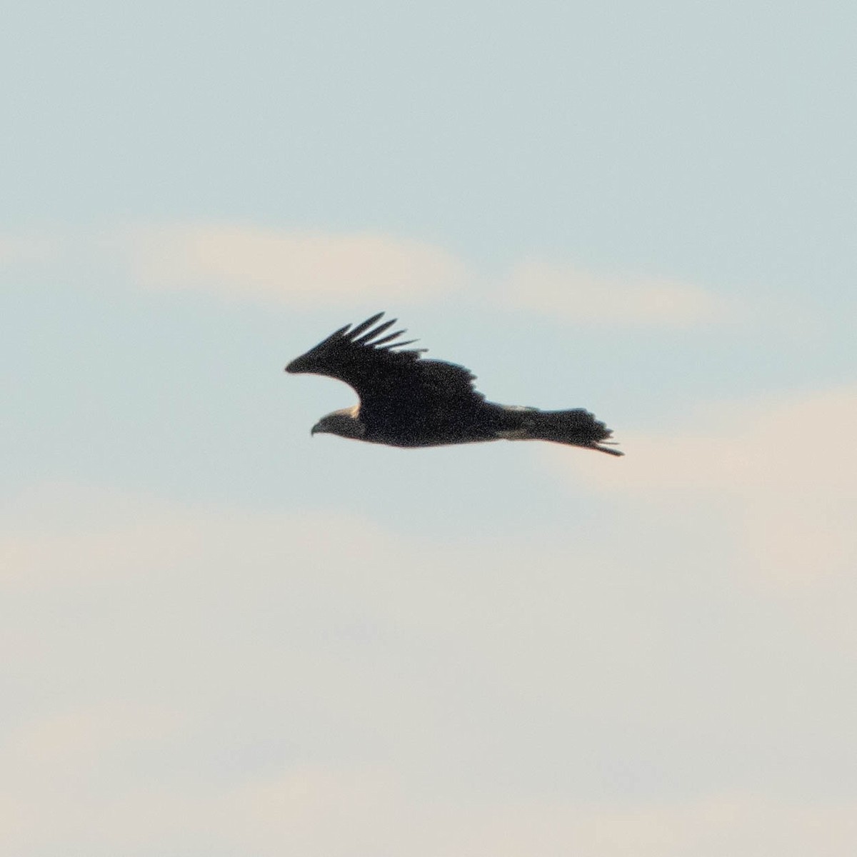 Águila Real - ML383992541