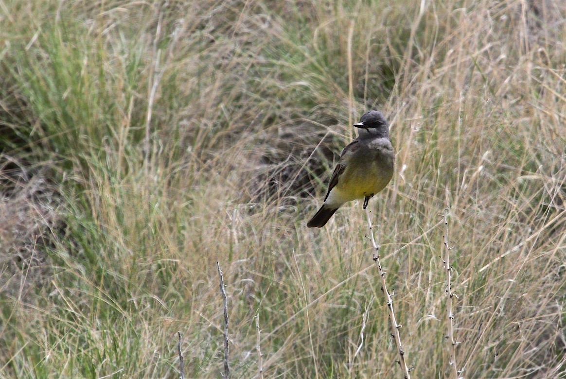 Cassin's Kingbird - ML383994501