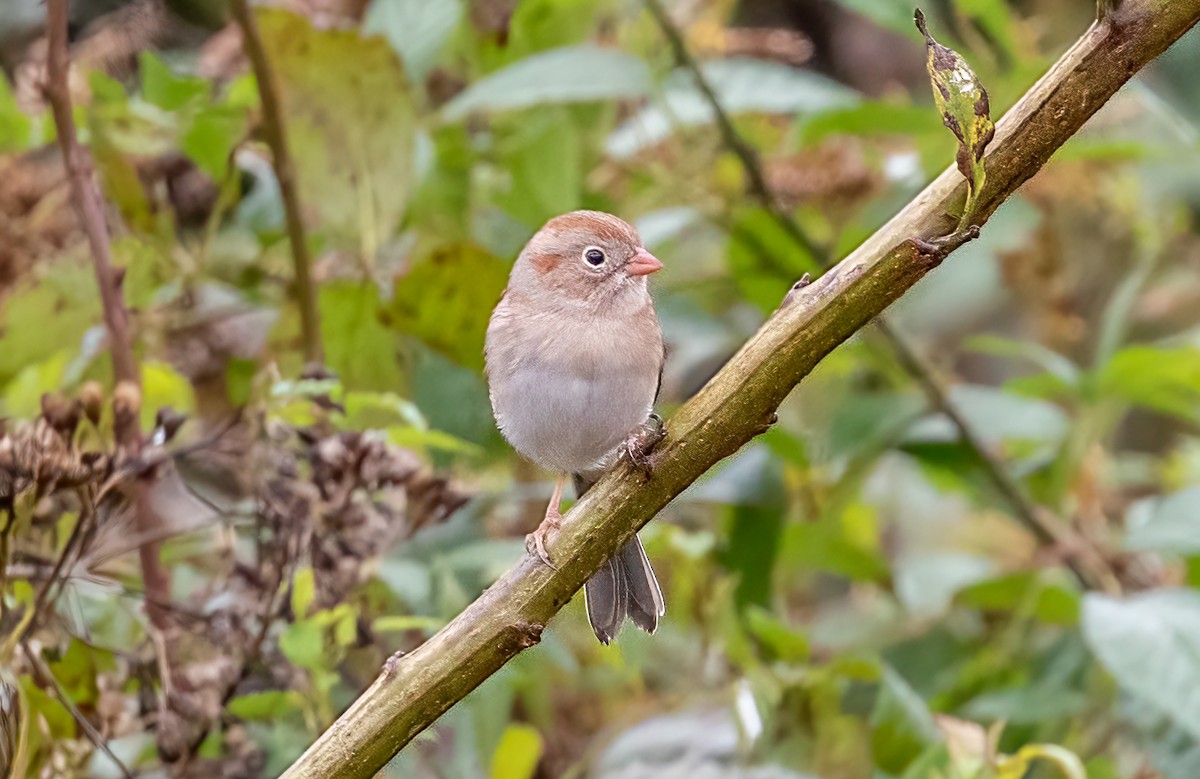 Field Sparrow - ML383995281