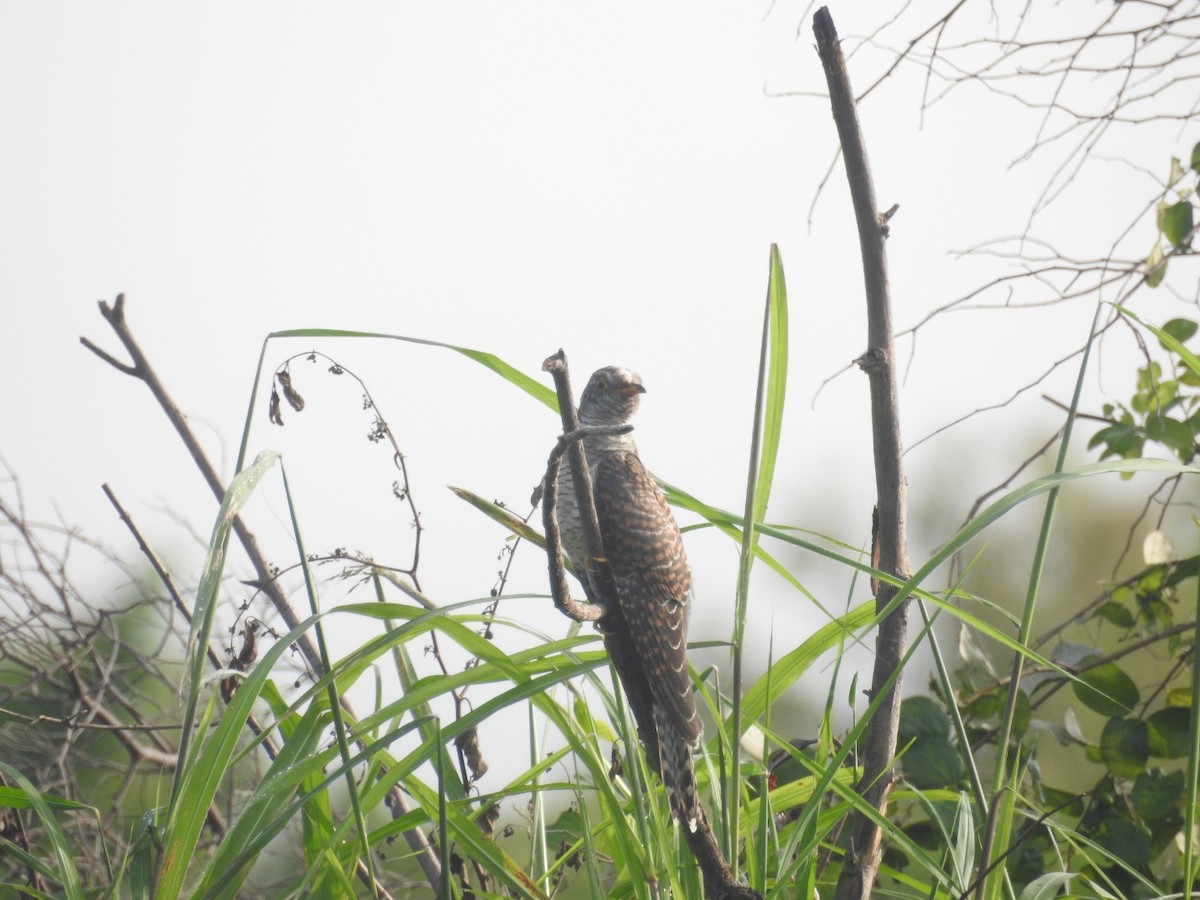 Himalayan Cuckoo - ML383995711