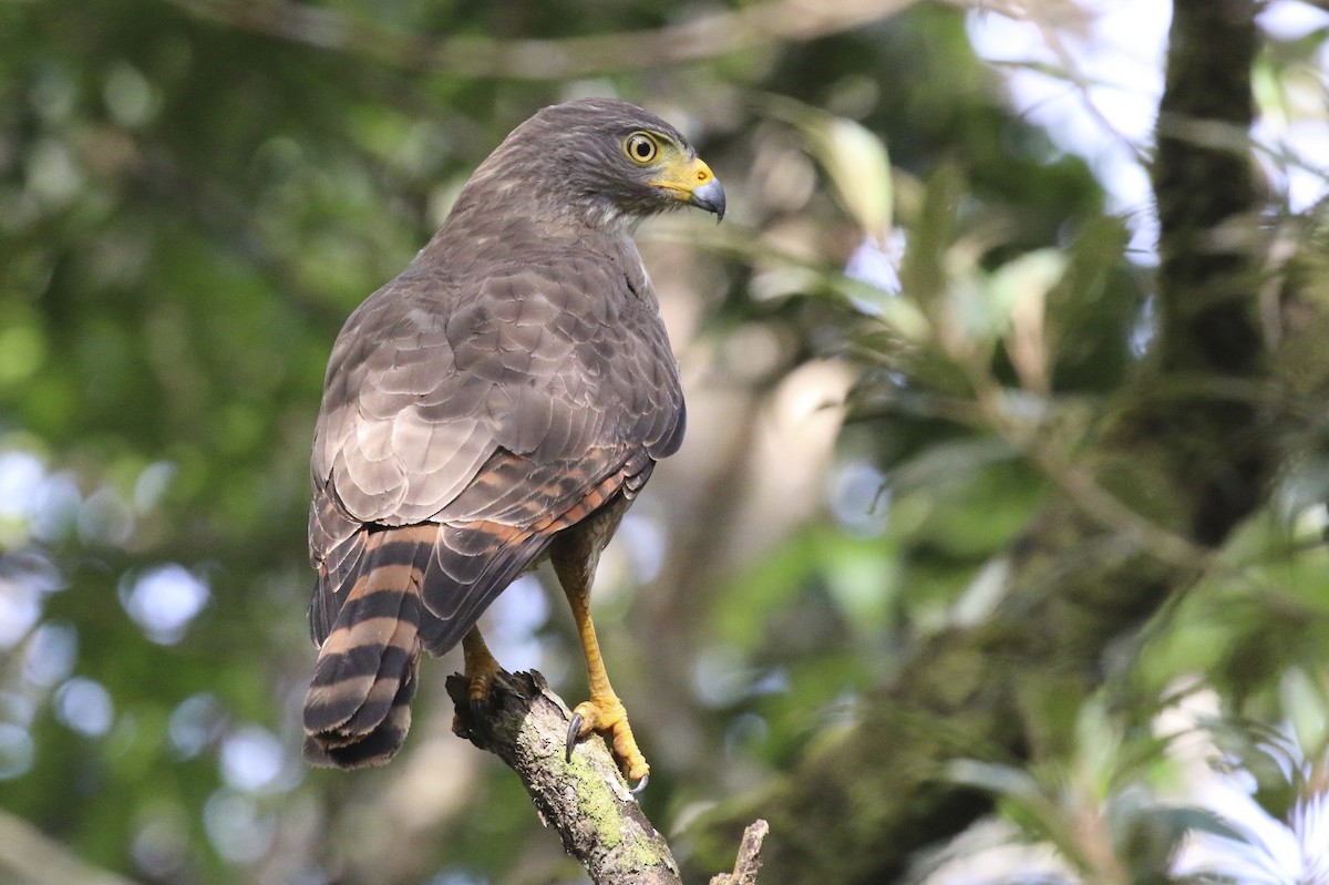 Roadside Hawk - ML38399731