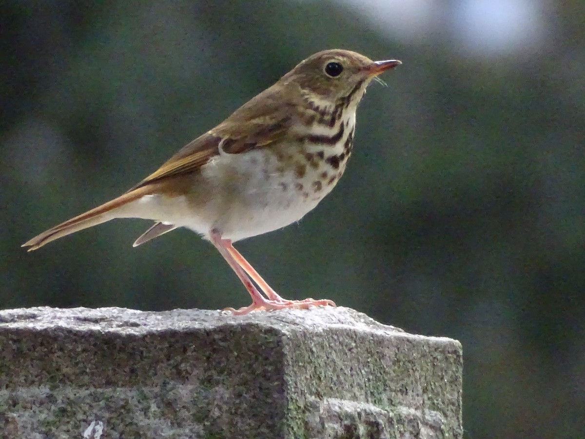 Hermit Thrush - ML383998391