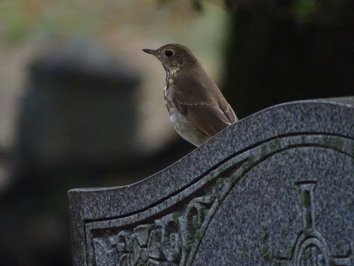 Hermit Thrush - ML383998401
